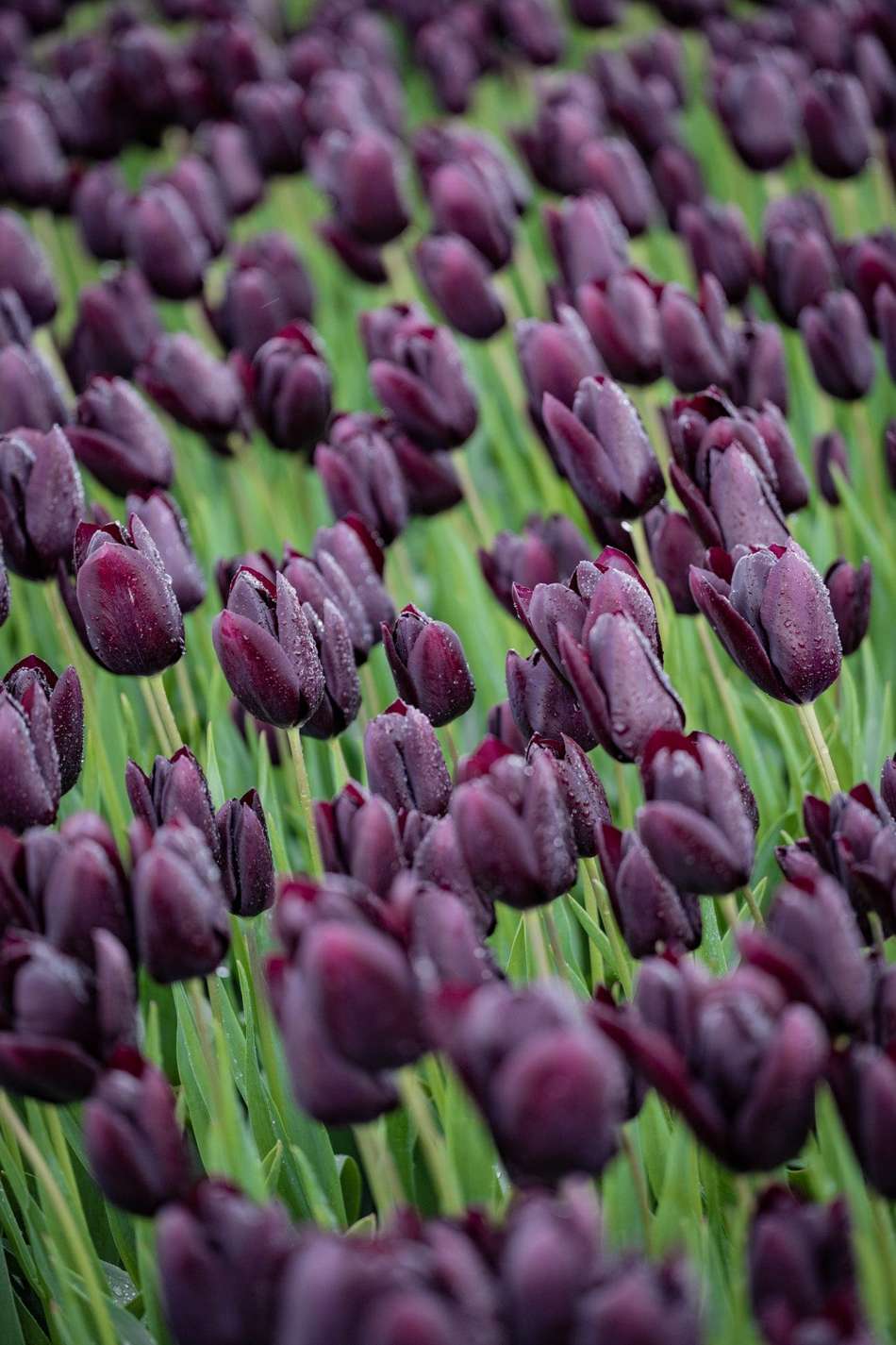 Tulpan 'Queen of Night'